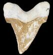 Auriculatus Shark Tooth - Dakhla, Morocco (Restored) #47843-1